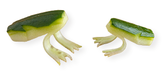 飾り切り